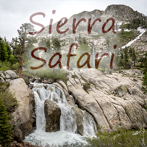 Sierra Safari